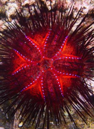 Морские ежи (Urchins