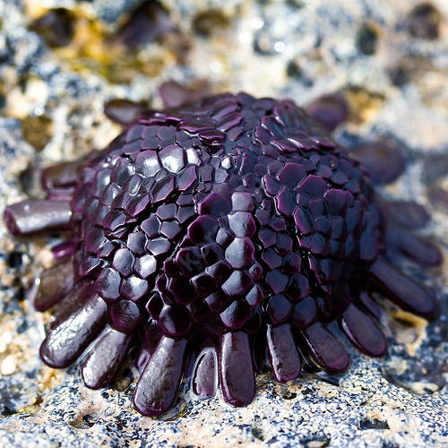 Colobocentratus atratus (Shingle urchin)